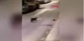İspanya sokaklarında kedi ile farenin kavgası kamerada