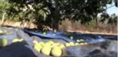 Son Dakika | Kahramanmaraş'a has lezzetlerde Avrupa Birliği atağı
