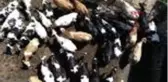 Kaliteli süt teşviki, Çanakkaleli üreticileri sevindirdi
