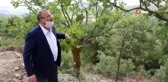 Manisa, Antep fıstığında 300 ton rekolte bekliyor