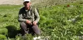 Yağmurların ardından vatandaşlar mantar topluyor