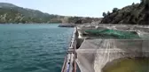 Bir girişimci Japonların koi balığını üretmeye başladı