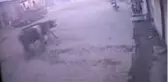 Bakkala giren dana güvenlik kamerasınca görüntülendi