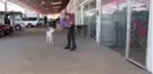 Çöplükte ölüme terk edilen sıpa biberonla besleniyor