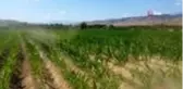 Ödemiş'te mısır üretimi artıyor