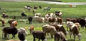 Terörün kökü kazındı, yaylalar şenlendi