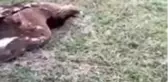 Oğluna doğada nadir bulunan kartala sopayla dövdürten baba tepki çekti