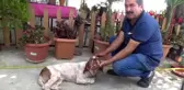 Son dakika! 10 bin lira kredi çekip yaralı köpeği tedavi ettirdi