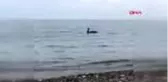 ANTALYA-Kemer sahilinde siyah kuğu görüntülendi