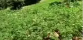 Diyarbakır'da teröristlere büyük darbe: Teröristlere ait mühimmat ile 110 kilo esrar ve 330 bin 603...