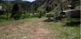 Sivas'ta tırtıl istilası...Vatandaşlar tedirgin