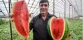 Antalyalı çiftçinin ürettiği kekik aromalı karpuzlara telep yağıyor