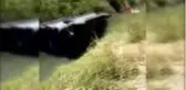 Arının girdiği araç dereye yuvarlandı
