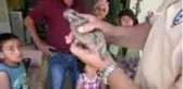 Ebabil sanılan 'çobanaldatan' kuşu tedavi altına alındı