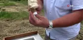 Organik sertifikalı salep üretim alanında yılın ilk hasadı yapıldı