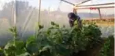 SAKARYA Bileziklerini satarak sera kurdu