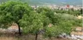 Antep fıstığı 30 yıl sonra meyve verdi