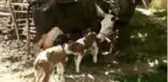 Besiciye üçüz buzağı sürprizi