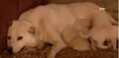 Canilere insanlık dersi veren Pamuk 17 köpeğe annelik yapıyor