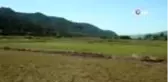 Çorumlu çiftçiler çeltik tarlalarını drone'larla ilaçlıyor