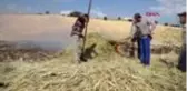 ADIYAMAN Gölbaşı'nda firiklik buğday hasadı başladı