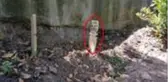 Görevlilerden gizlice kazılan esrarengiz bebek mezarı boş çıktı