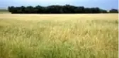 Kulu'da dolu yağışı tarım ürünlerine zarar verdi