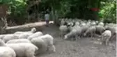 KOCAELİ Macaristan'dan umutla ithal ettiği koyunlar iklime uyum sağlamadı