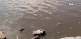 Temizlenerek maviliğe bürünen Haliç yeniden çamura döndü