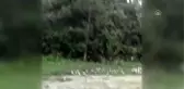 Yol kenarında görülen ayı cep telefonuyla görüntülendi
