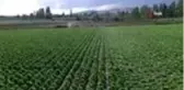 Niğde'de dolu tarım arazilerine zarar verdi
