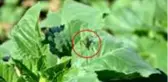 Tekirdağ'da tarla basan çekirgeler, ayçiçeği mahsullerine büyük oranda zarar verdi