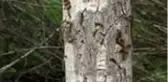 Tırtılla mücadele için doğaya kuş yuvaları yerleştirildi