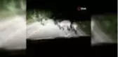 Aç kalan domuz sürüsü köye indi