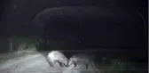 Gece karanlığında önlerine çıkan domuz sürüsü korkuttu