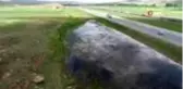 Göçmen kuşlar araç trafiğine aldırış etmedi