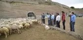 16 yıl önce 4 koyunla başladığı besicilikte şimdi 800 koyunu var
