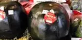 Dünyanın en pahalı meyvesi olan Densuke karpuzu, 2 bin dolara satıldı