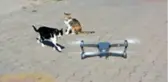 Meraklı kedilerin drone ilgisi
