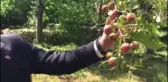 Vali Yılmaz Şimşek, dolu nedeniyle zarar gören tarım arazilerini inceledi