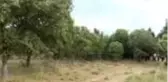 Yunan işgalinde hayatlarını kaybedenler unutulmadı