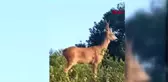 ARNAVUTKÖY'DE KARACA HEYECANI