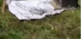 Bolu'da ağacın dalına oğul yapan arılar kovana yerleştirildi