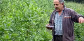 Bursa'da yaban mersini yetiştiren çiftçi, ürünlerini kilosu 50 liradan dalında satıyor