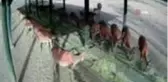 Yılın İlk yavru Alageyiği foto kapana takıldı