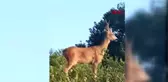 ARNAVUTKÖY'DE KARACA HEYECANI