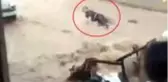 Korku dolu anlar kamerada! Sele kapılan talihsiz kadın, son anda kurtarıldı