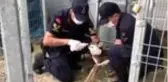 Jandarma kurtardığı karaca yavrusunu biberonla besledi - KASTAMONU