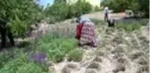 Karbasan köyü, Kütahya'nın adaçayı üretim merkezi oldu