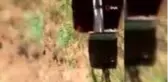 Mezrada görülen yılanlar korkuttu